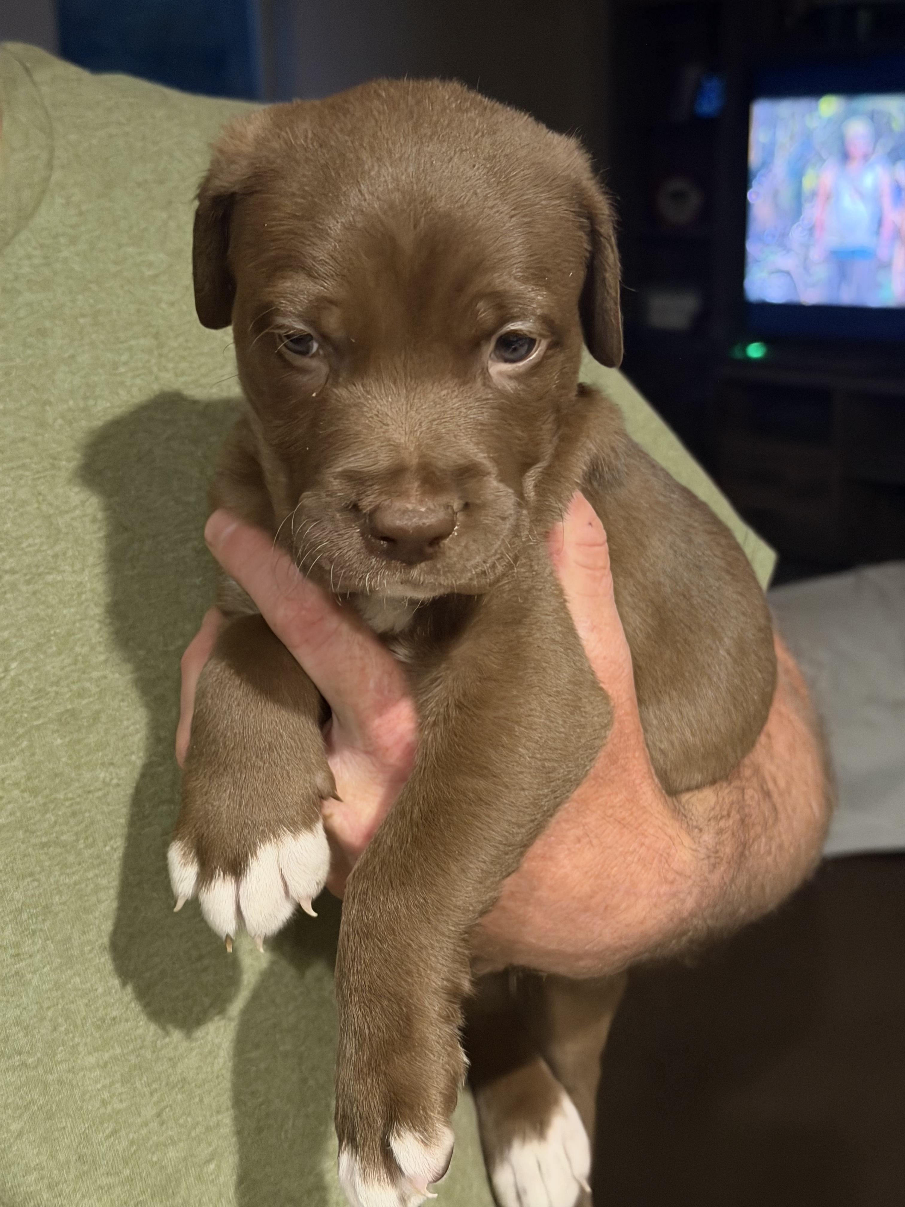 Thurston, a ADOPTABLE mixed breed in Penryn, CA image 1/2