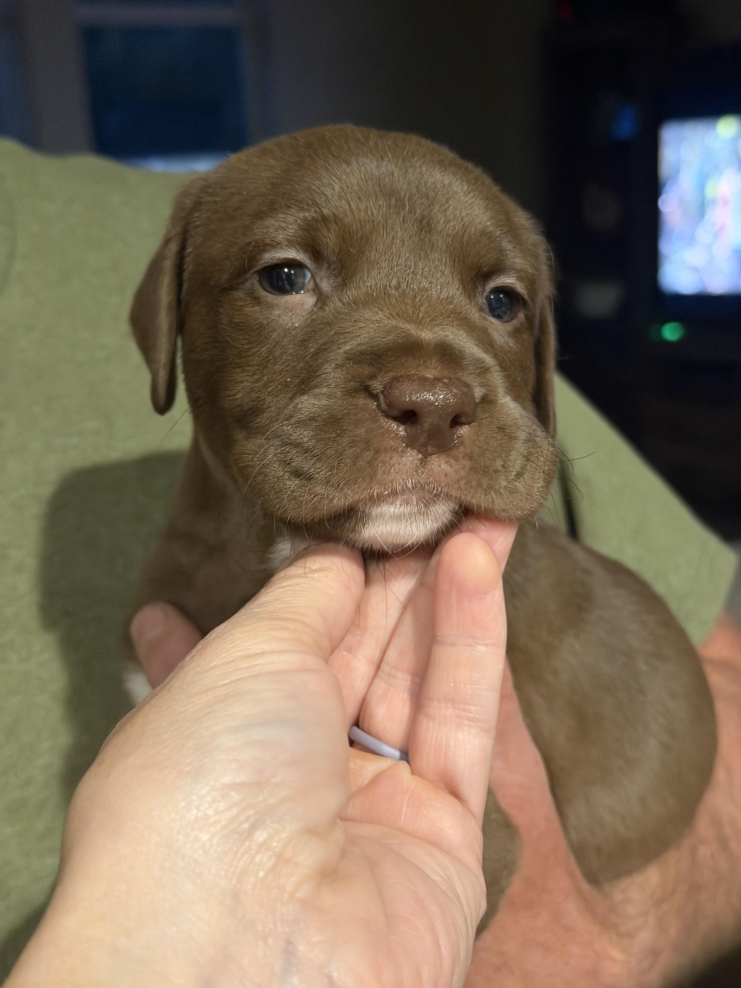 Thurston, a ADOPTABLE mixed breed in Penryn, CA image 2/2