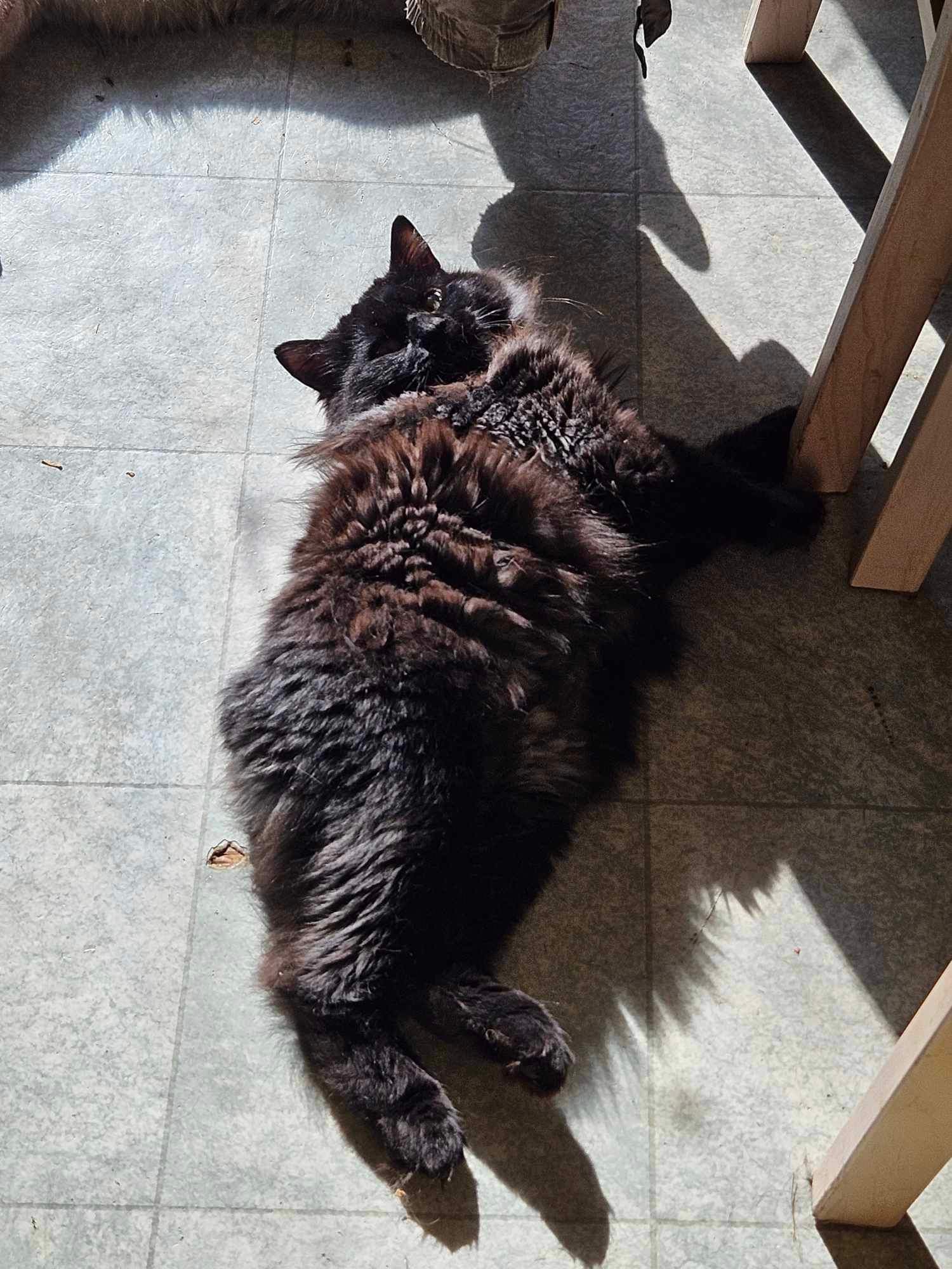 Enlarge Marvel, a Adopted Manx in Kirkland Lake, ON image 1/3