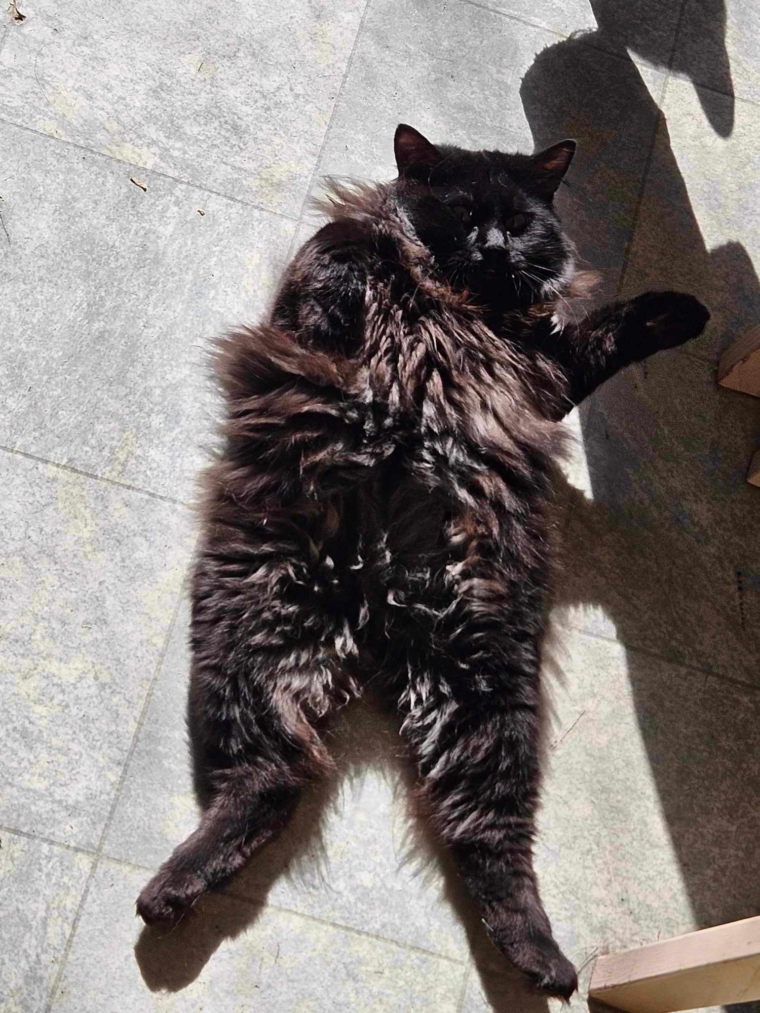 Enlarge Marvel, a Adopted Manx in Kirkland Lake, ON image 2/3