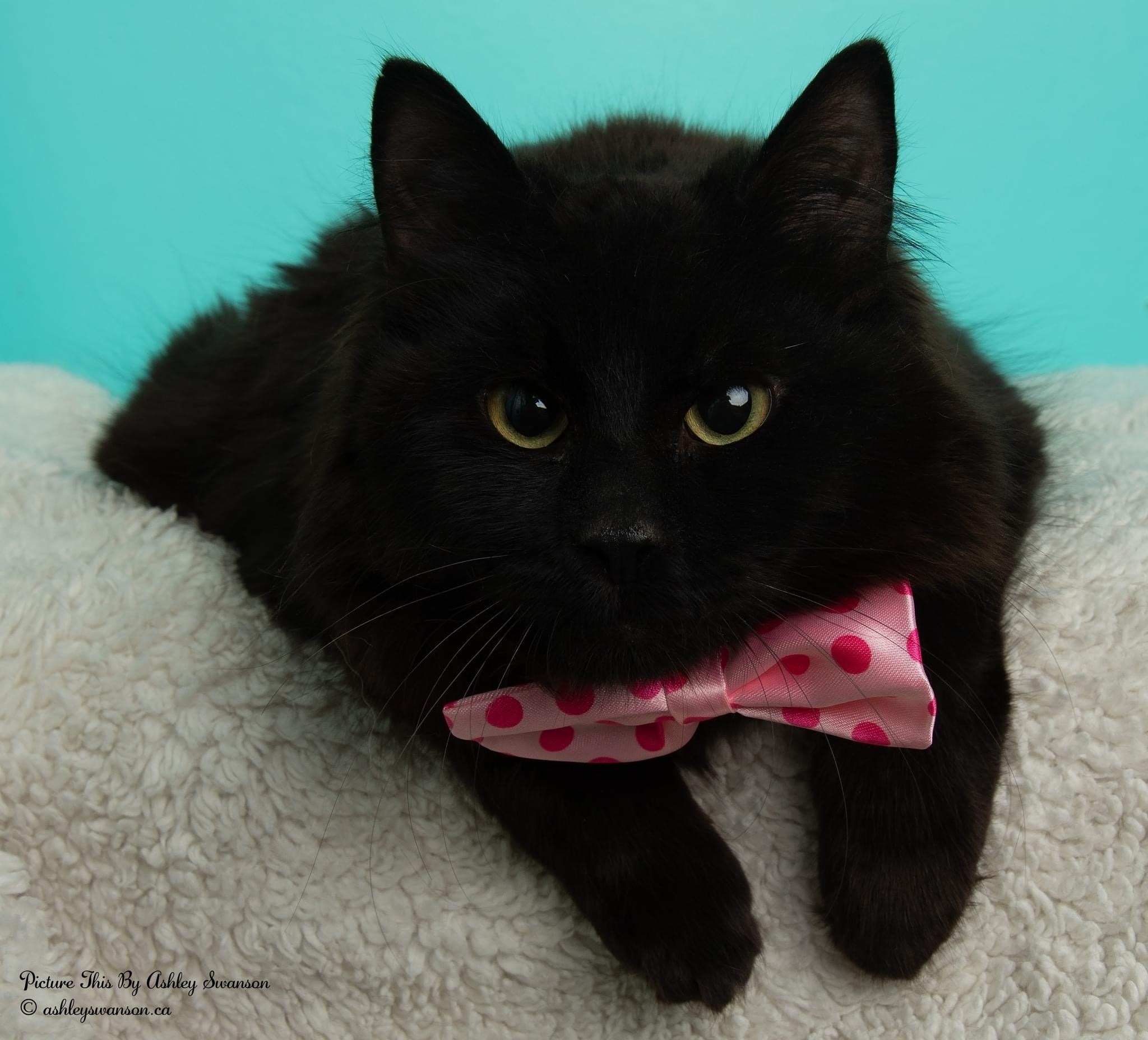 Enlarge Marvel, a Adopted Manx in Kirkland Lake, ON image 3/3