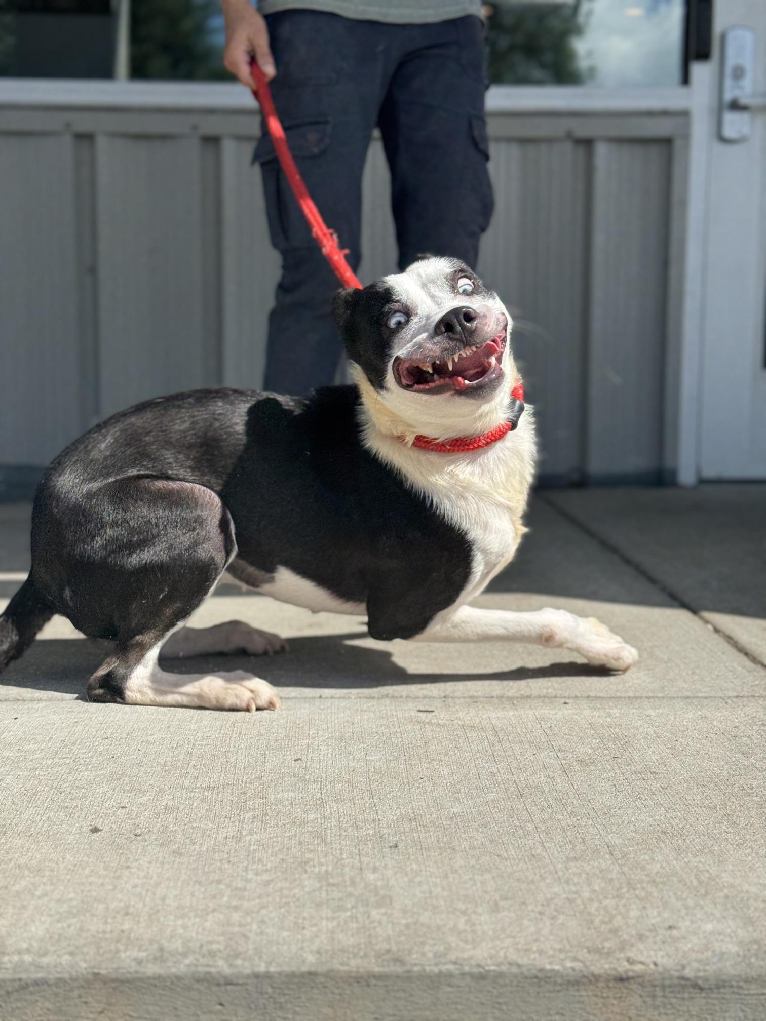 Enlarge Rabbit, a ADOPTABLE mixed breed in Benton Harbor, MI image 2/5