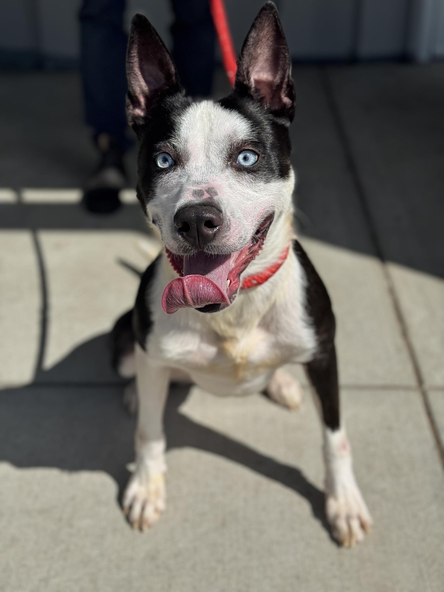 Rabbit, ADOPTABLE, Young Female Husky & Border Collie.