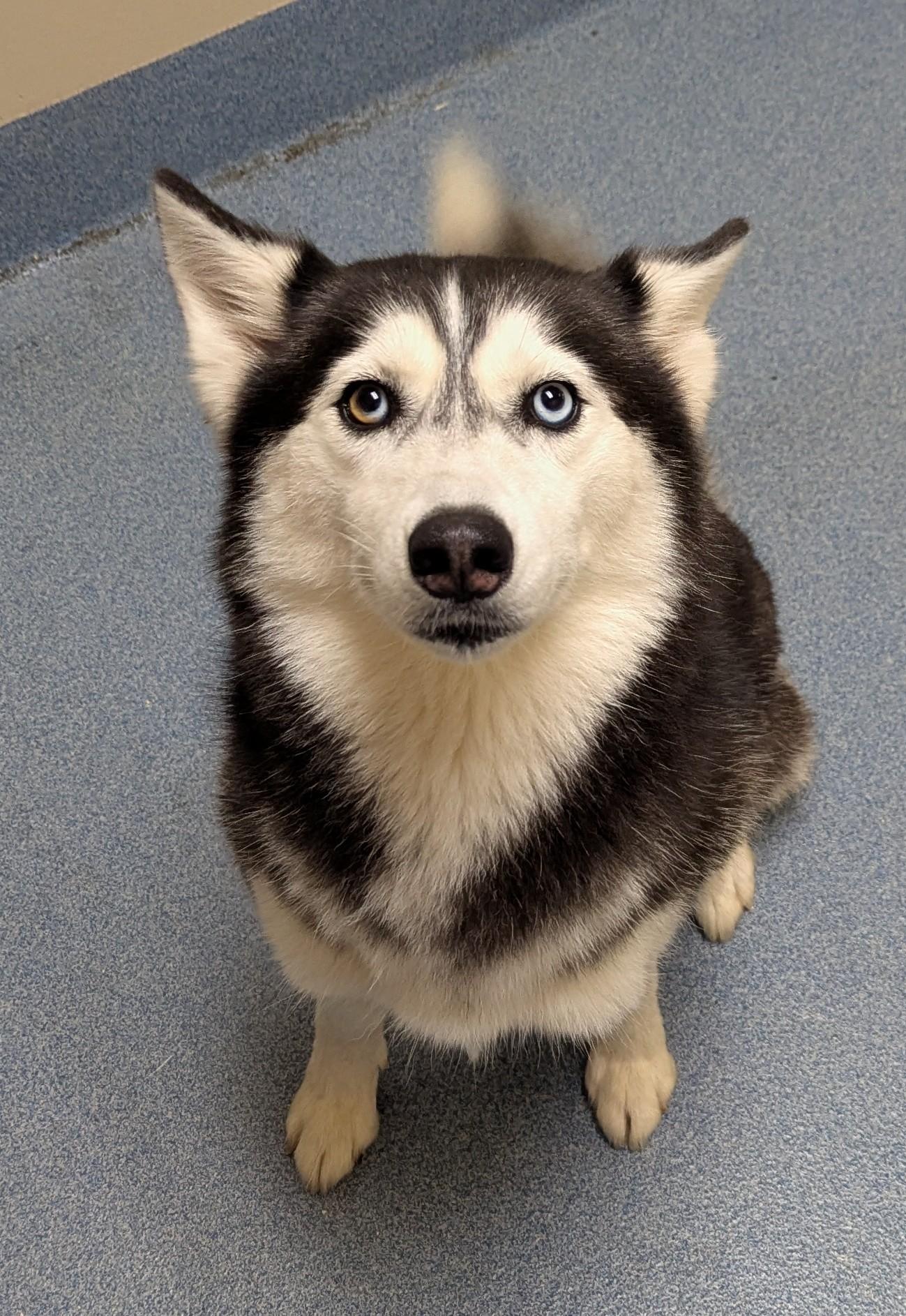 Fallon, a ADOPTABLE Siberian Husky in Suffolk, VA image 1/2