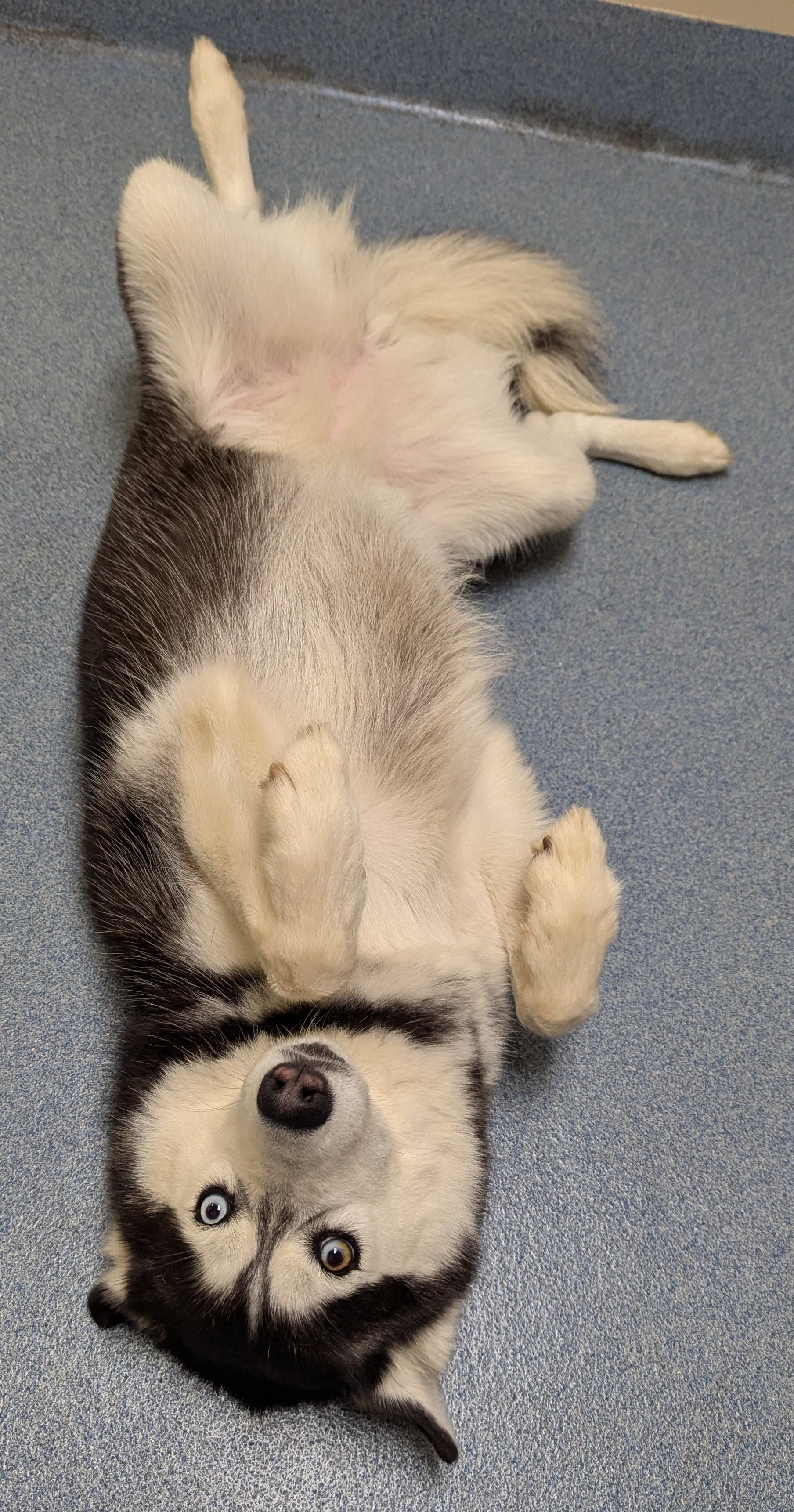 Fallon, a ADOPTABLE Siberian Husky in Suffolk, VA image 2/2