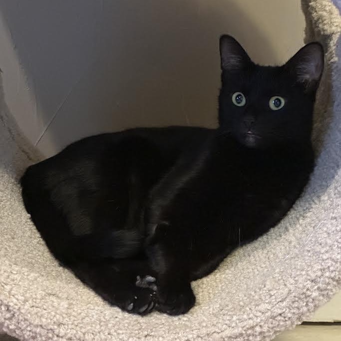 Enlarge Malibu Delgado, a ADOPTABLE Domestic Short Hair in Denver, CO image 1/5