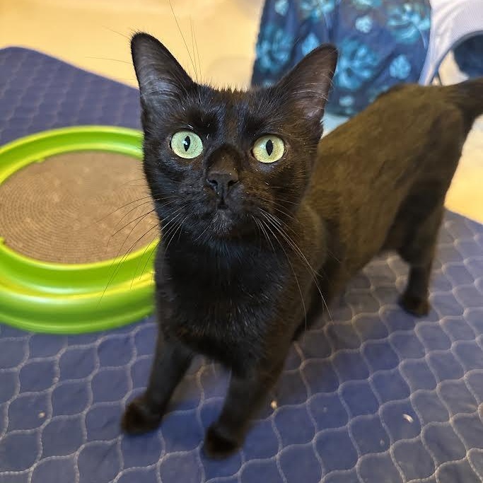 Enlarge Malibu Delgado, a ADOPTABLE Domestic Short Hair in Denver, CO image 3/5