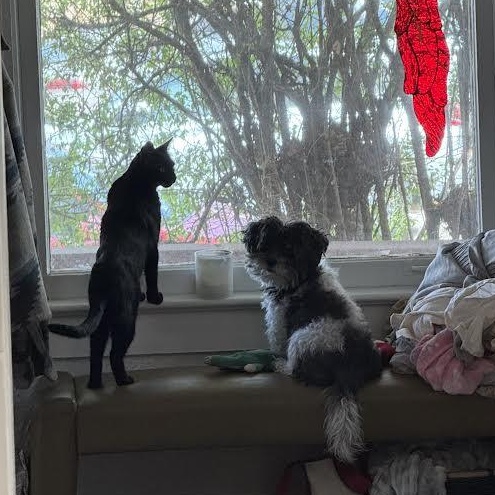 Enlarge Malibu Delgado, a ADOPTABLE Domestic Short Hair in Denver, CO image 5/5