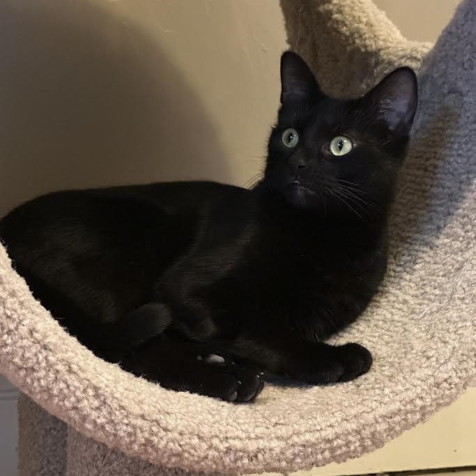 Enlarge Malibu Delgado, a ADOPTABLE Domestic Short Hair in Denver, CO image 2/5