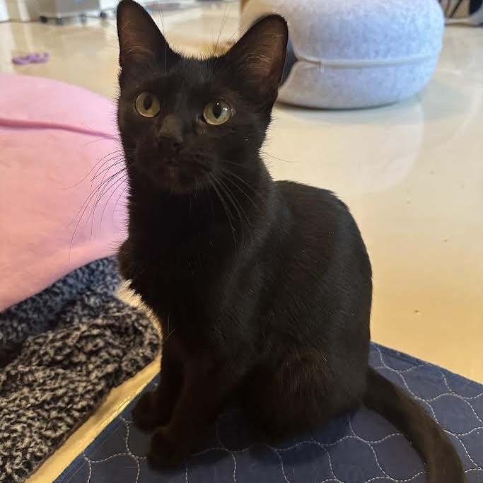 Enlarge Malibu Delgado, a ADOPTABLE Domestic Short Hair in Denver, CO image 4/5