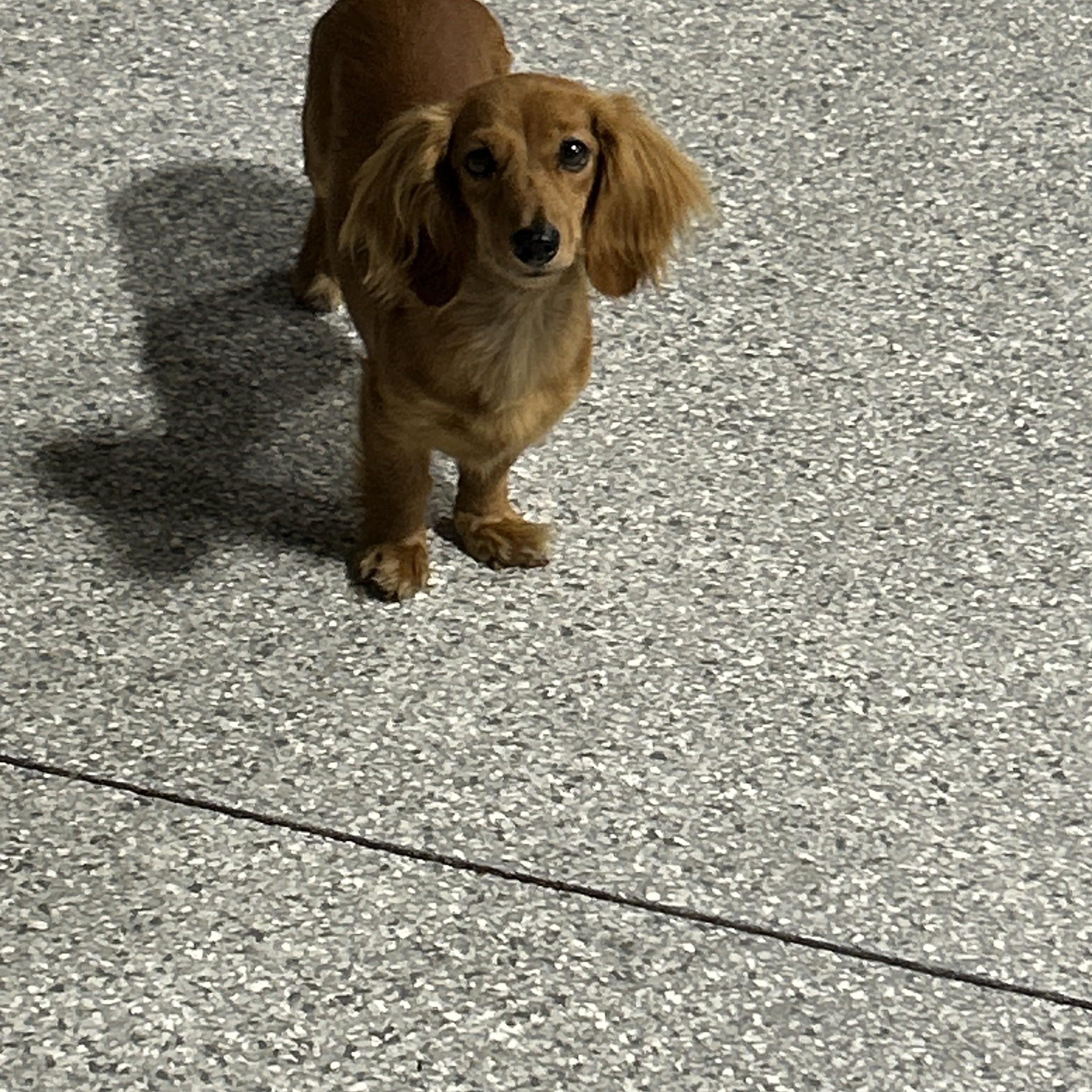 Trudy. 8 lbs, a Adoptable Miniature Dachshund in Antwerp, OH image 5/5