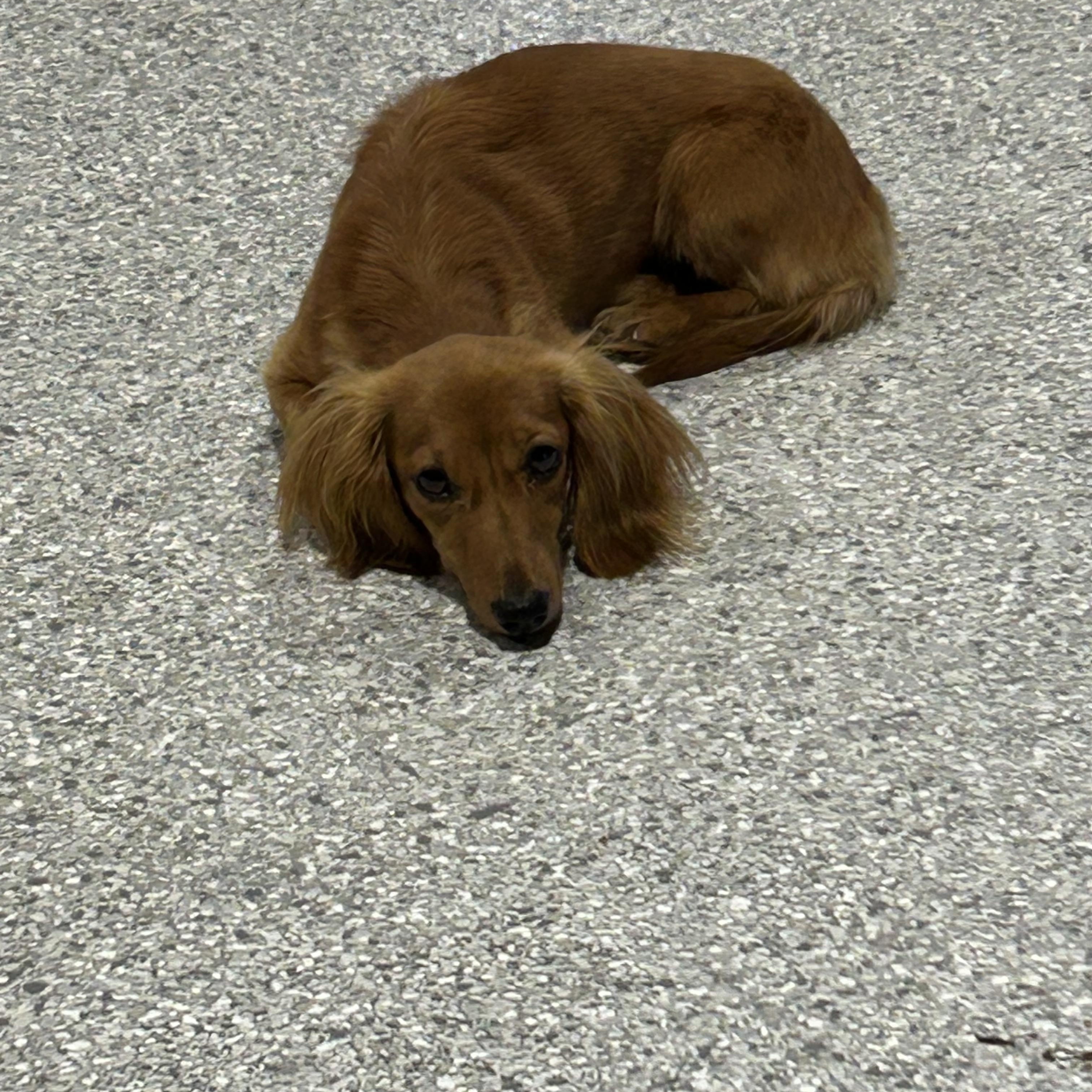 Trudy. 8 lbs, a Adoptable Miniature Dachshund in Antwerp, OH image 3/5