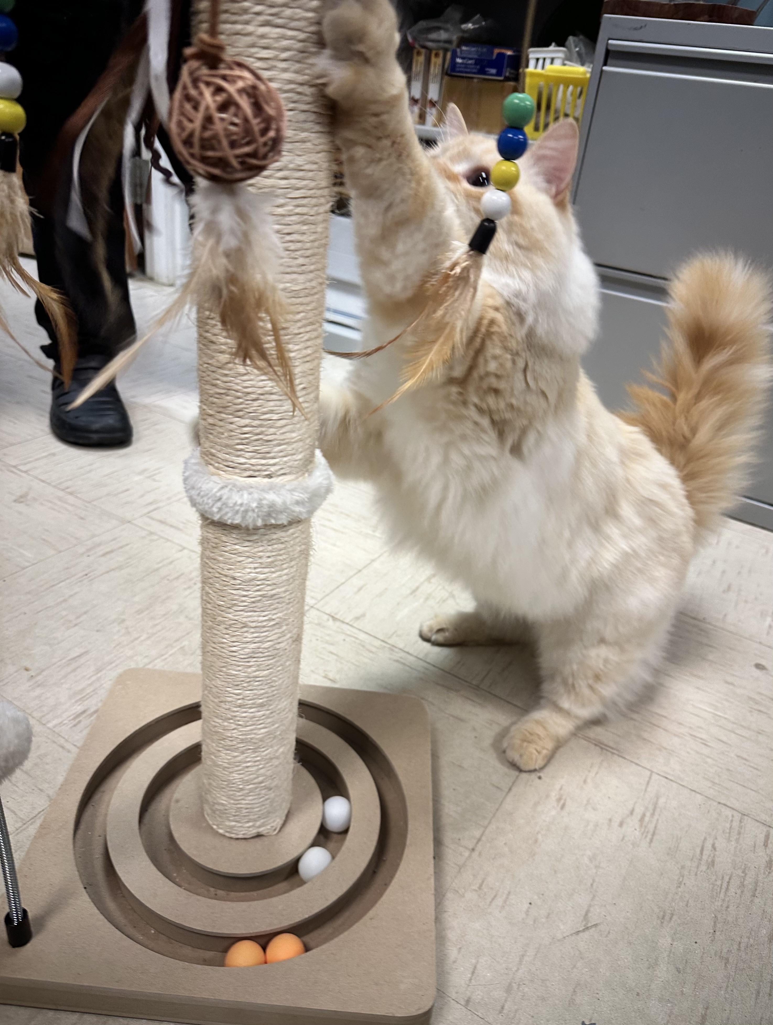 Enlarge Pretty Boy Floyd, a Adoptable Domestic Long Hair in Wallingford, CT image 6/6