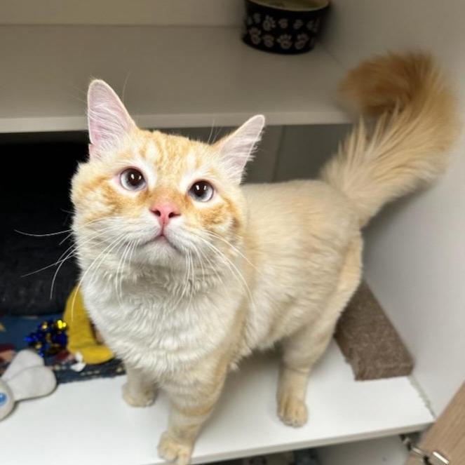 Pretty Boy Floyd, a Adoptable Domestic Long Hair in Wallingford, CT image 2/3
