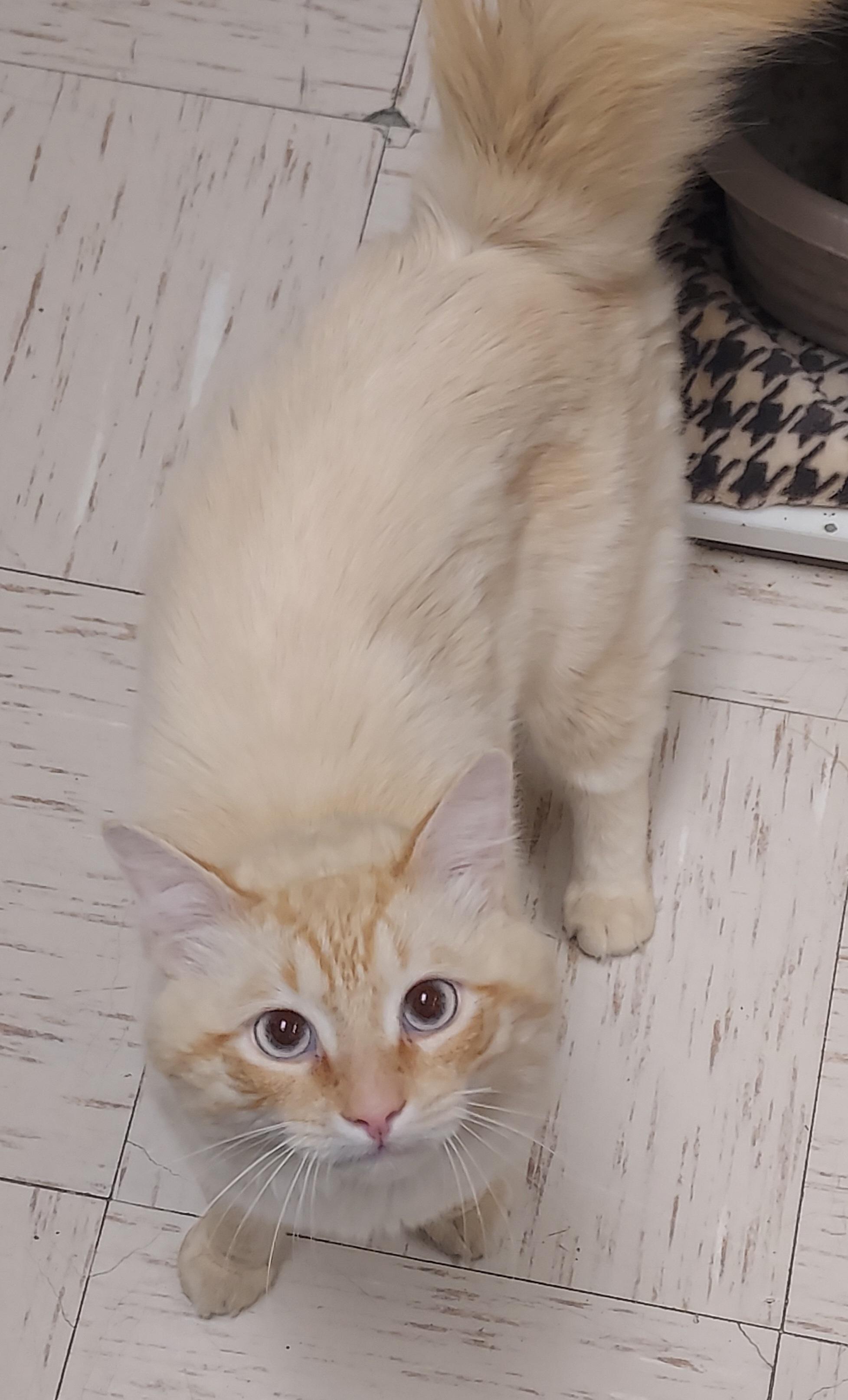 Pretty Boy Floyd, a Adoptable Domestic Long Hair in Wallingford, CT image 3/3