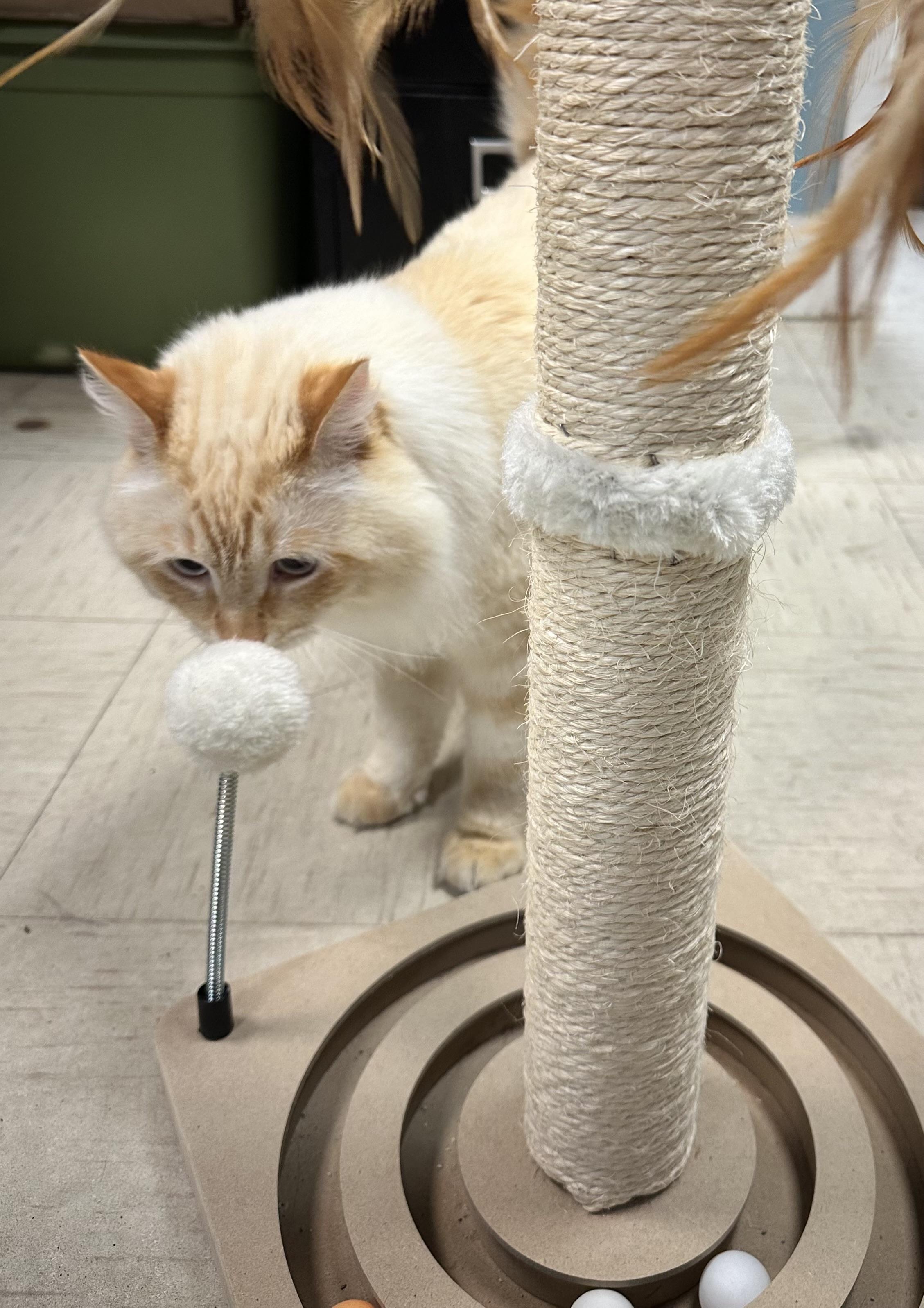 Enlarge Pretty Boy Floyd, a Adoptable Domestic Long Hair in Wallingford, CT image 4/6