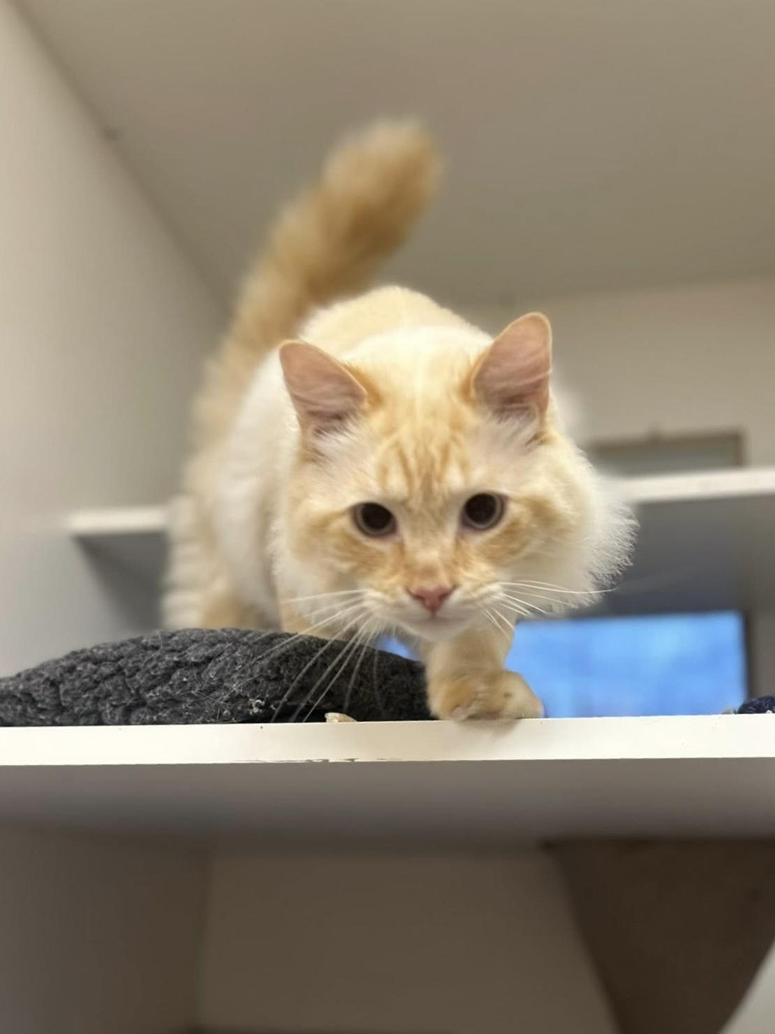 Enlarge Pretty Boy Floyd, a Adoptable Domestic Long Hair in Wallingford, CT image 5/6