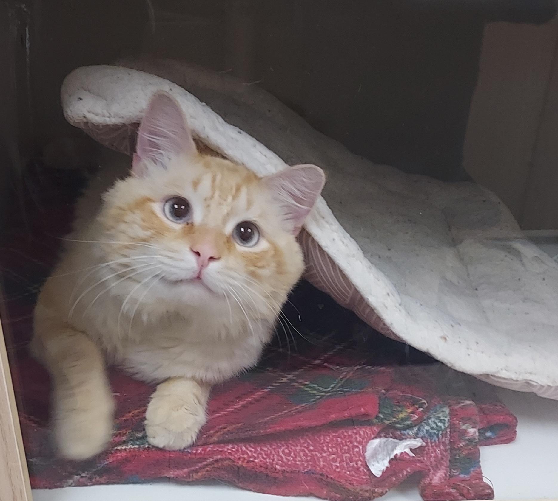 Pretty Boy Floyd, a Adoptable Domestic Long Hair in Wallingford, CT image 1/3