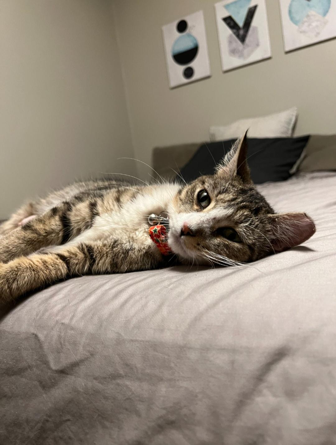 Enlarge Josie, a ADOPTABLE Domestic Short Hair in Rochester , NY image 4/6