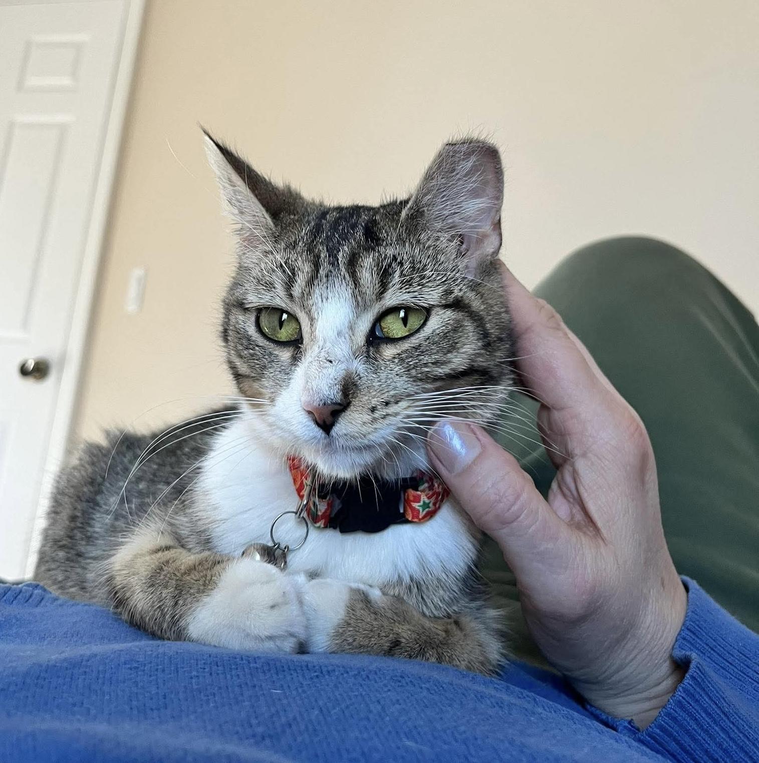 Enlarge Josie, a ADOPTABLE Domestic Short Hair in Rochester , NY image 2/6