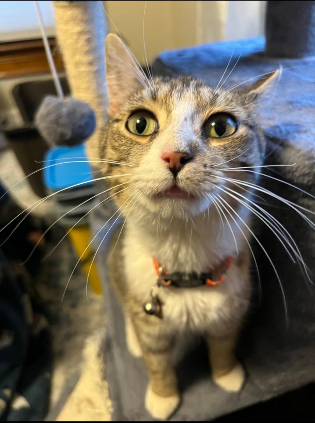 Enlarge Josie, a ADOPTABLE Domestic Short Hair in Rochester , NY image 5/6