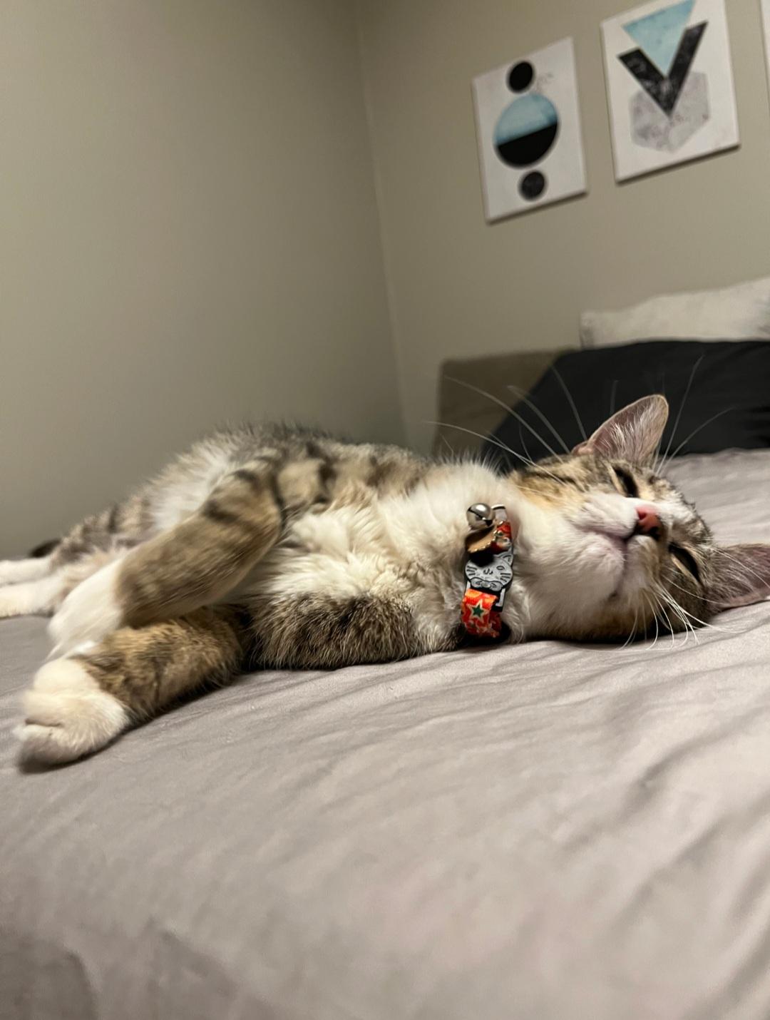 Enlarge Josie, a ADOPTABLE Domestic Short Hair in Rochester , NY image 6/6