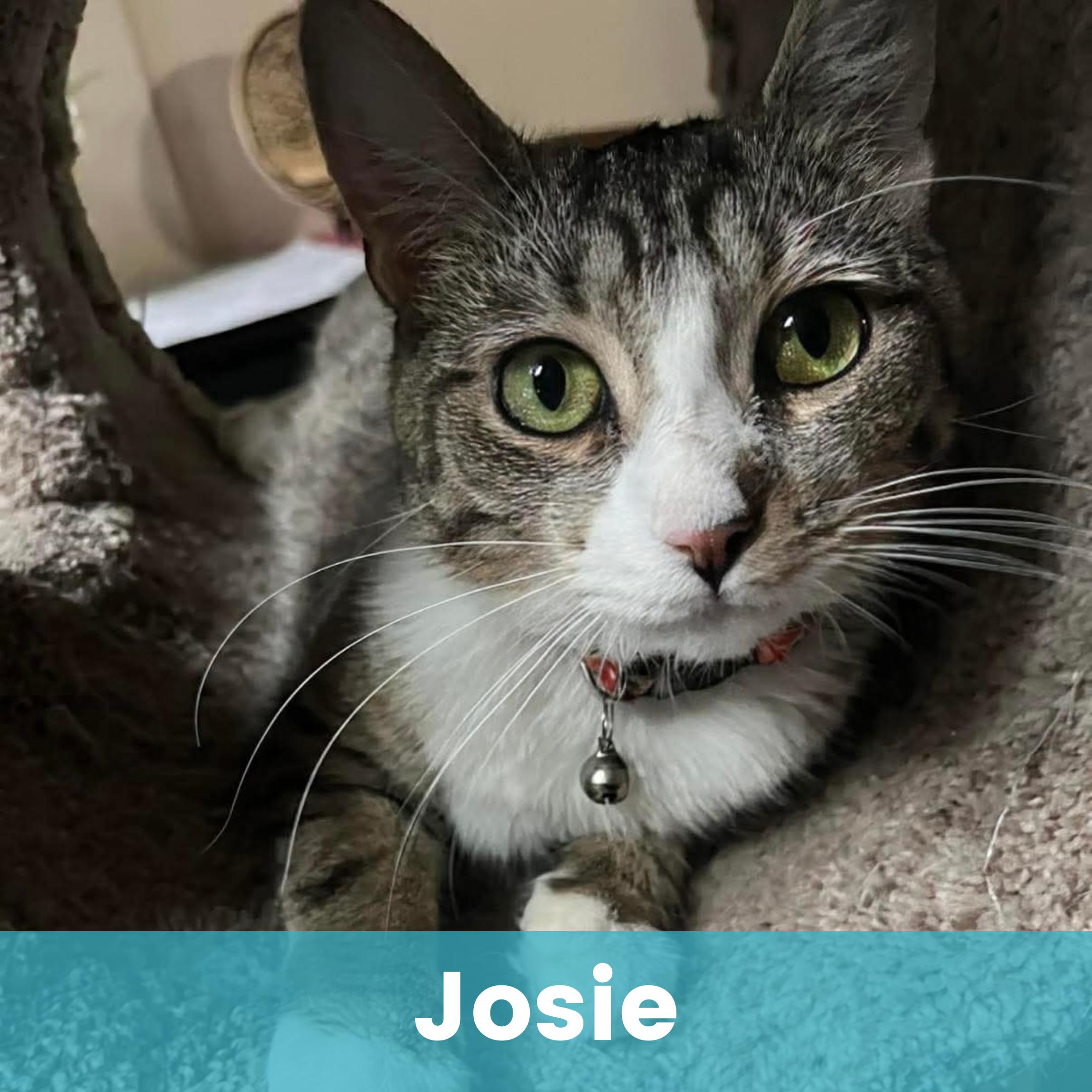 Josie, ADOPTABLE, Young Female Domestic Short Hair.