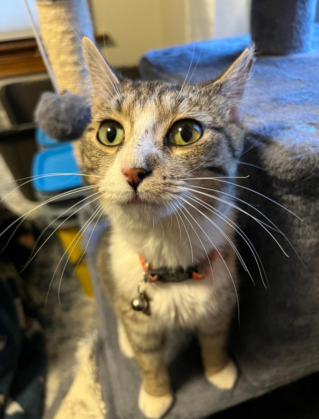 Enlarge Josie, a ADOPTABLE Domestic Short Hair in Rochester , NY image 3/6