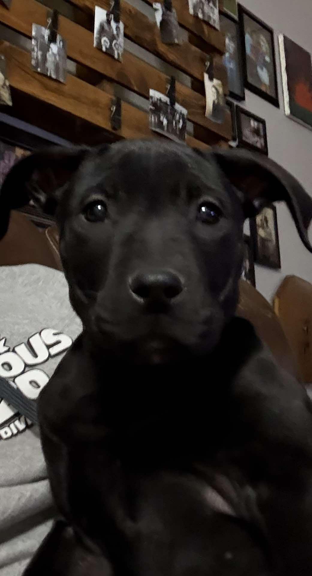 Hera, Adoptable, Puppy Female Pit Bull Terrier & Cane Corso.