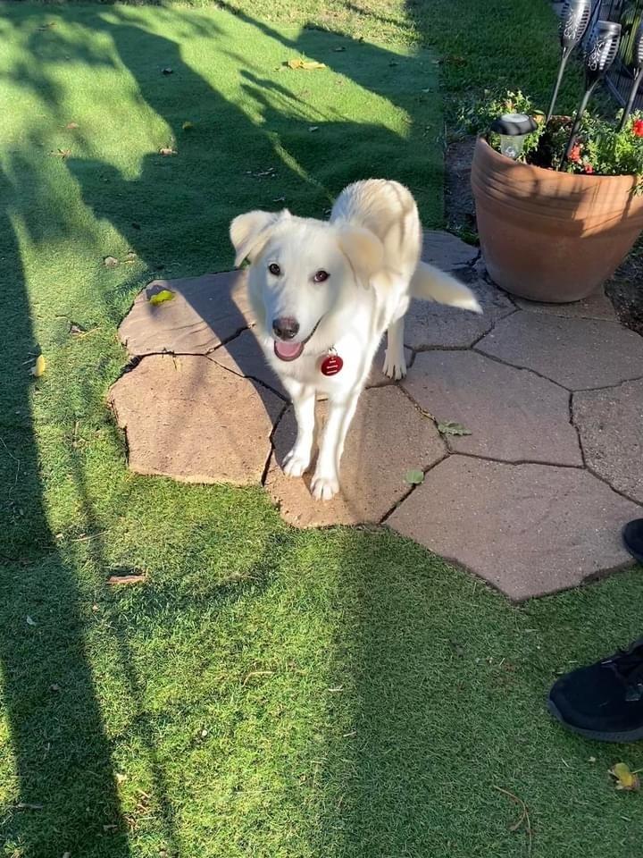 24-085 Daphne, Adoptable, Puppy Female Great Pyrenees & Labrador Retriever.