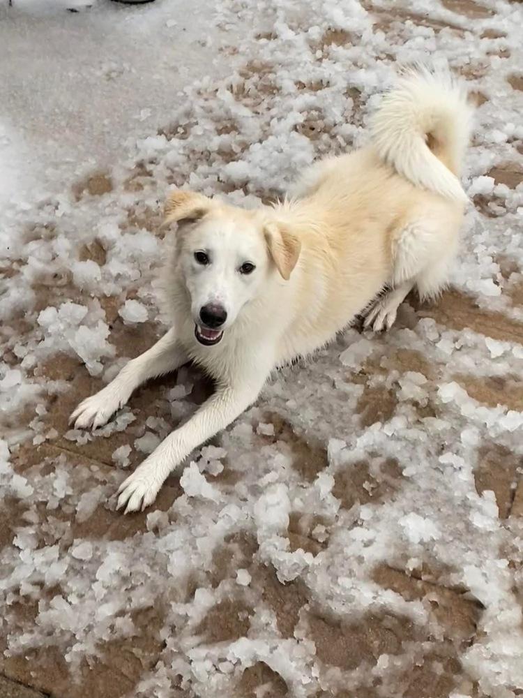 Enlarge 24-085 Daphne, a Adoptable mixed breed in Richardson, TX image 2/6