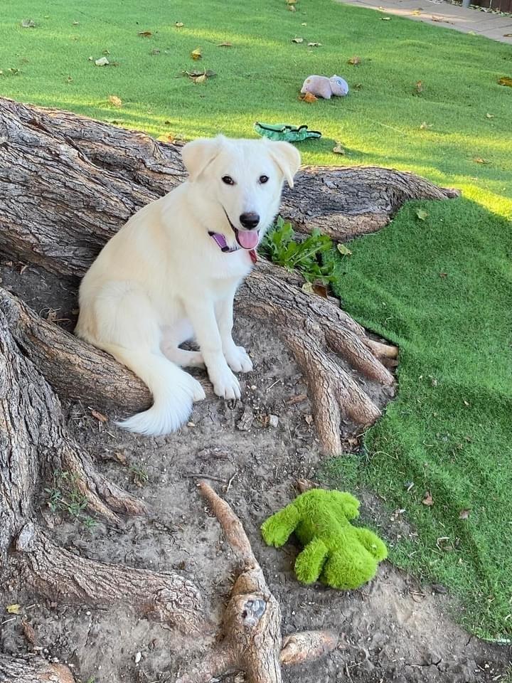 Enlarge 24-085 Daphne, a Adoptable mixed breed in Richardson, TX image 3/6