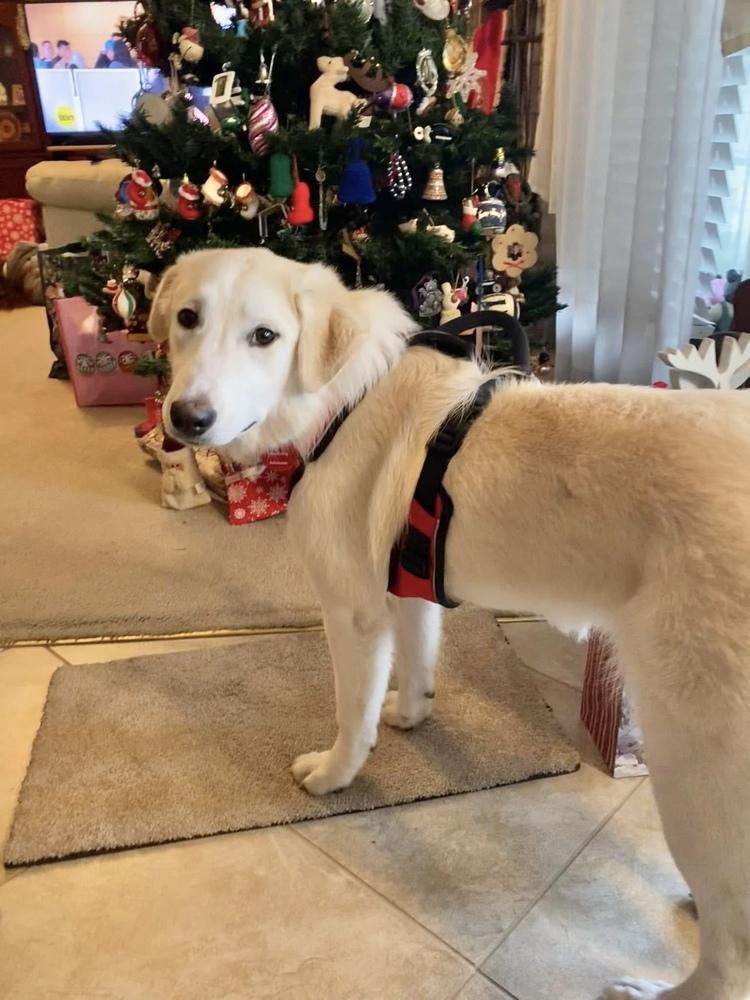 Enlarge 24-085 Daphne, a Adoptable mixed breed in Richardson, TX image 4/6