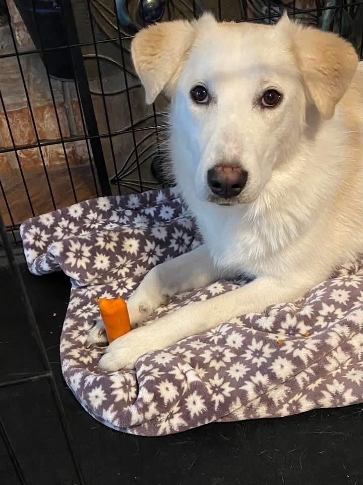 Enlarge 24-085 Daphne, a Adoptable mixed breed in Richardson, TX image 5/6