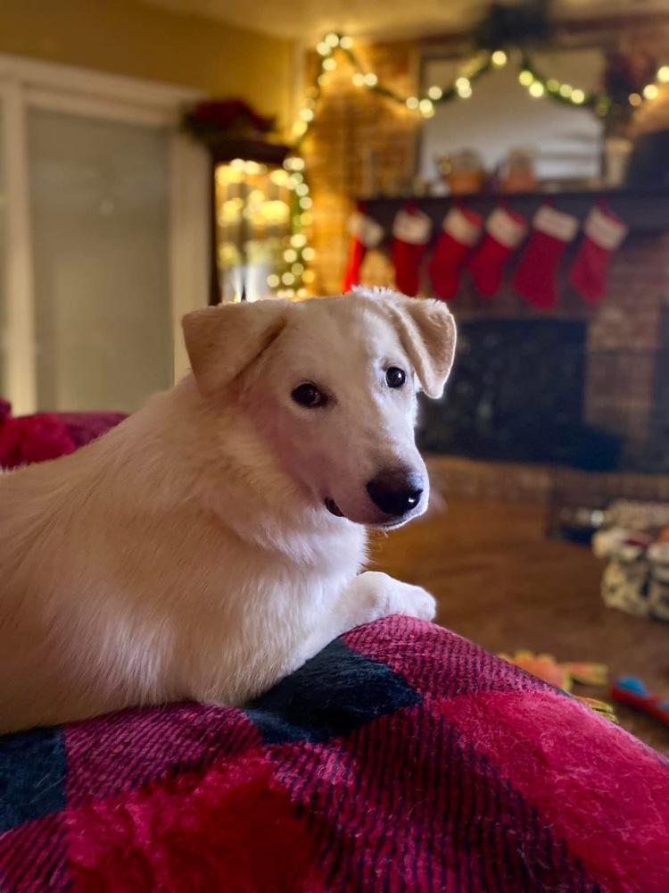 Enlarge 24-085 Daphne, a Adoptable mixed breed in Richardson, TX image 6/6