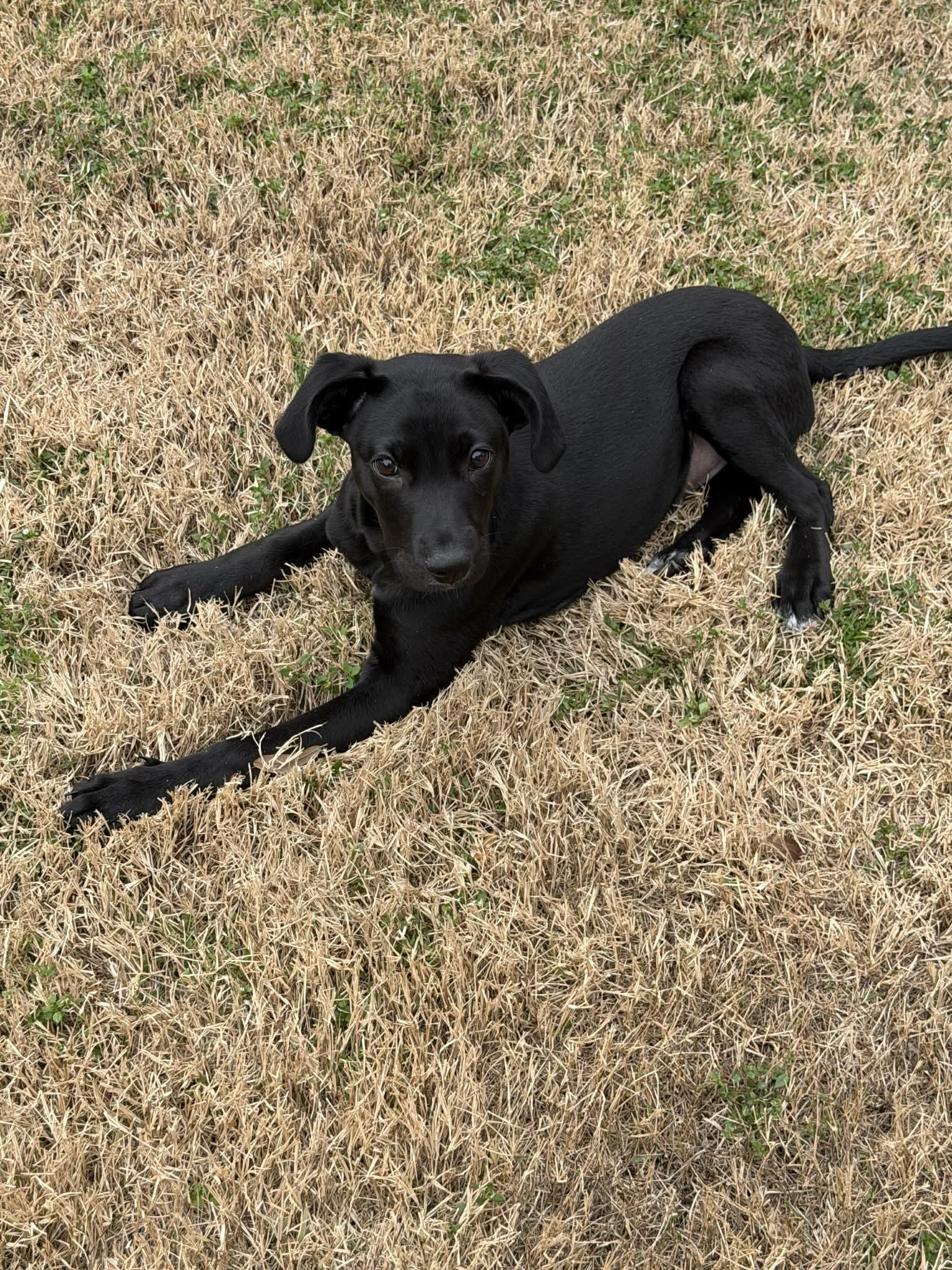 Jovie-special needs, Adoptable, Puppy Female Mixed Breed.