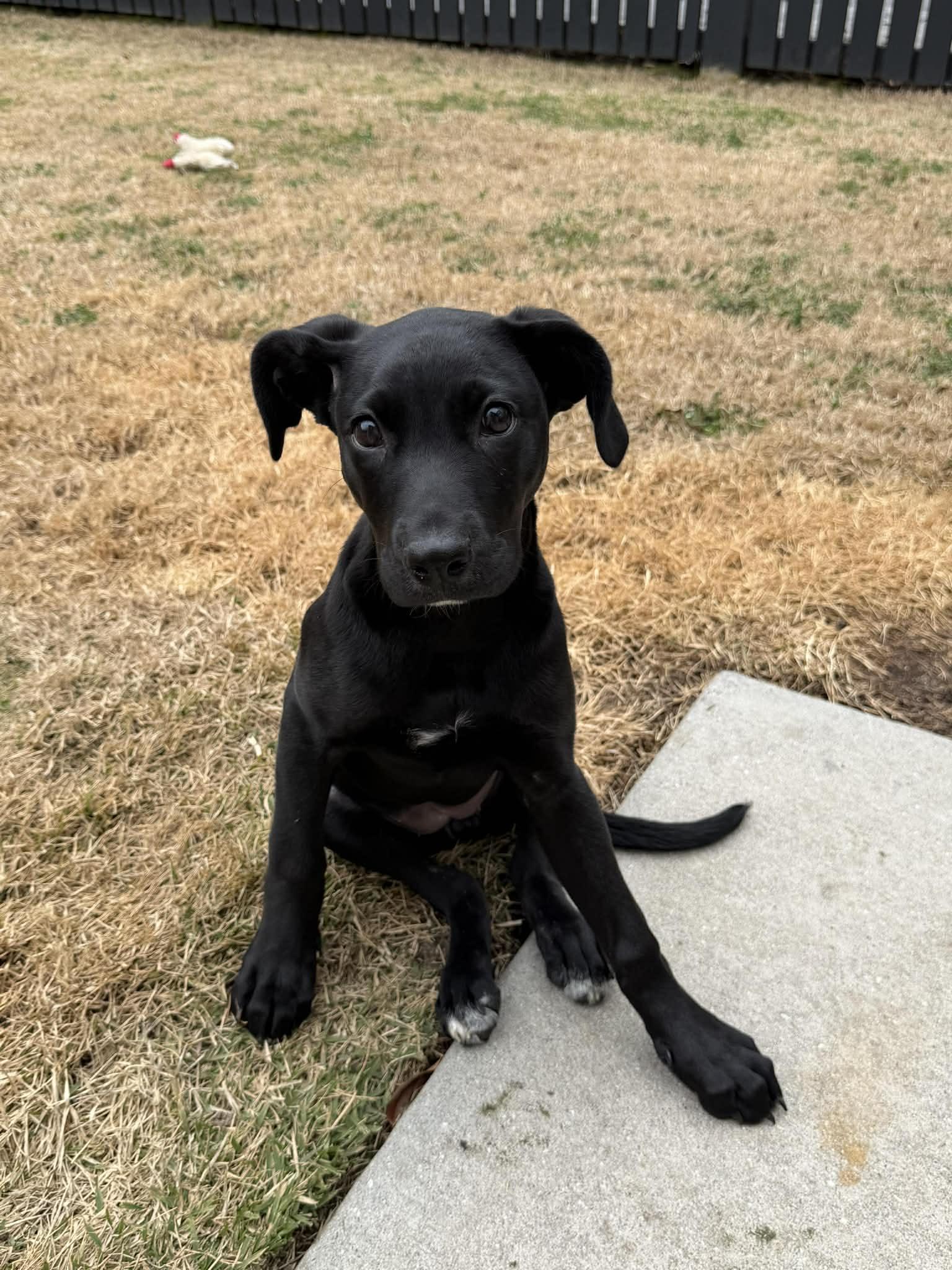 Enlarge Jovie-special needs, a Adoptable Mixed Breed in Mount Pleasant, SC image 2/3
