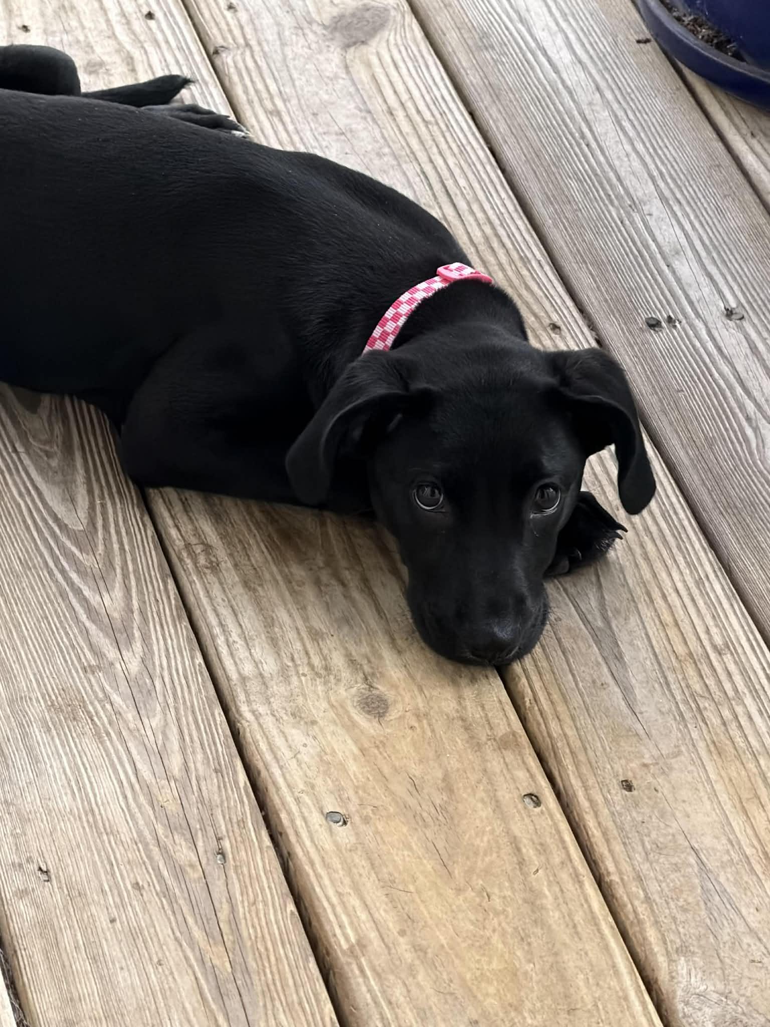 Enlarge Jovie-special needs, a Adoptable Mixed Breed in Mount Pleasant, SC image 3/3