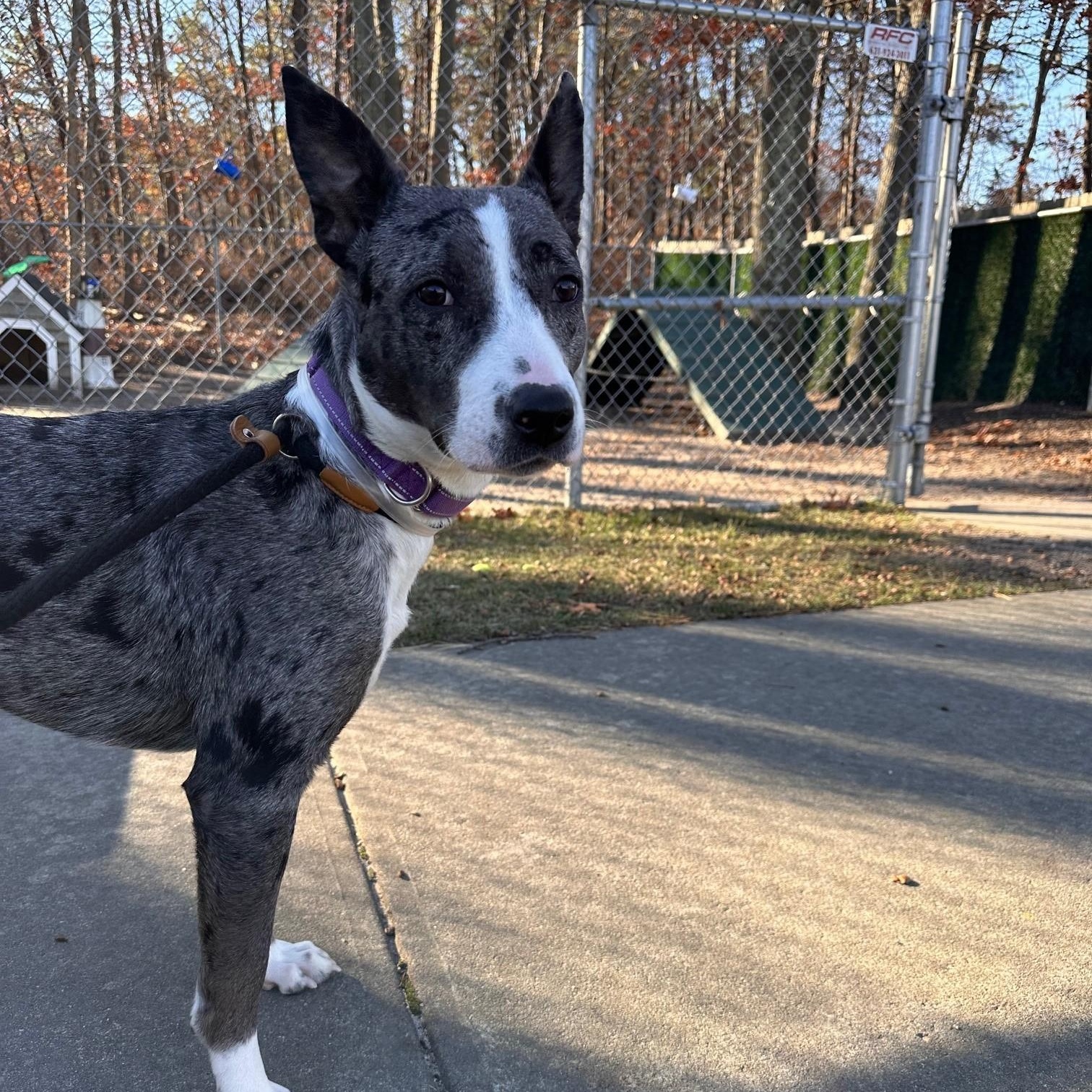 Enlarge Rayne, an adoptable mixed breed in Brookhaven, NY image 4/6
