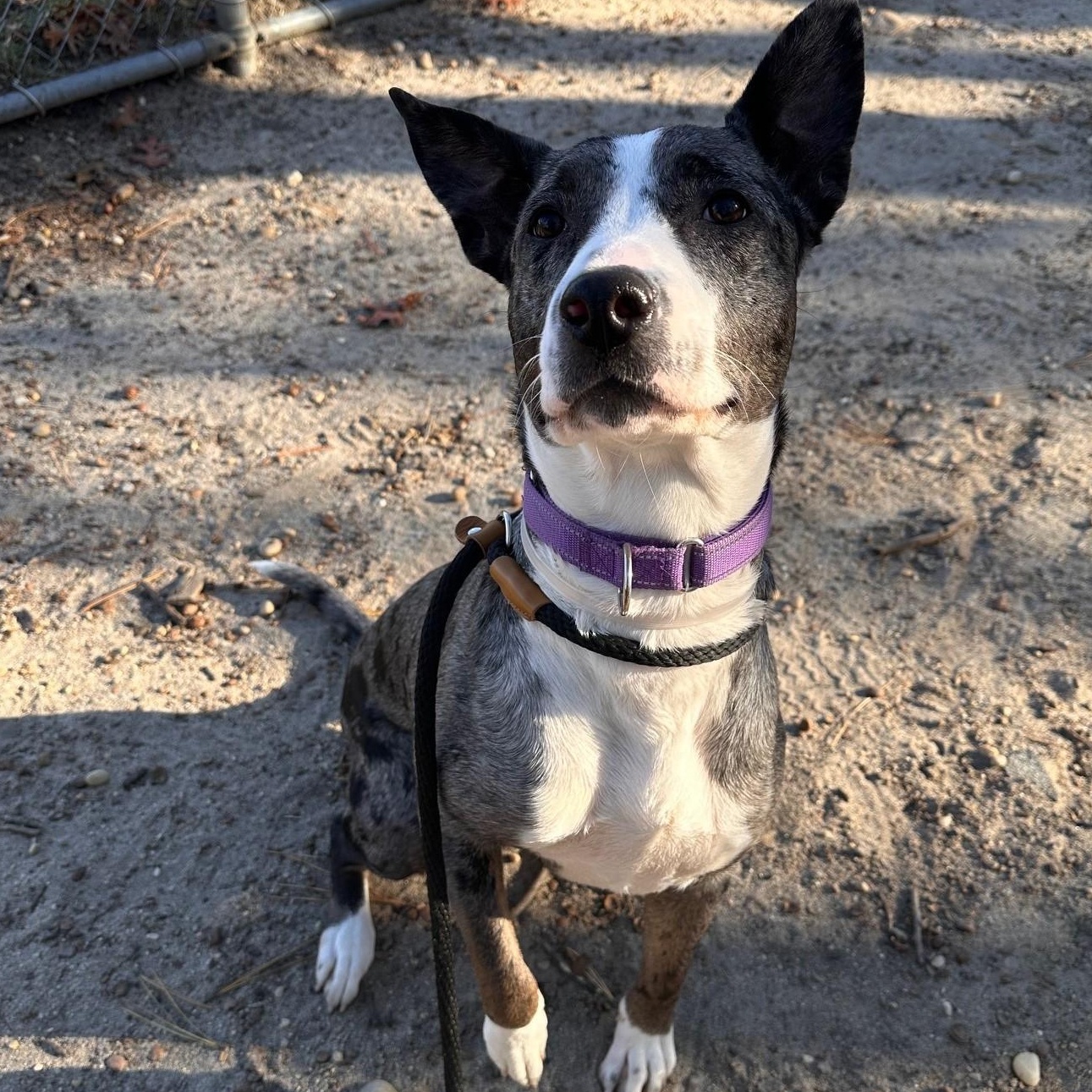 Enlarge Rayne, an adoptable mixed breed in Brookhaven, NY image 3/6