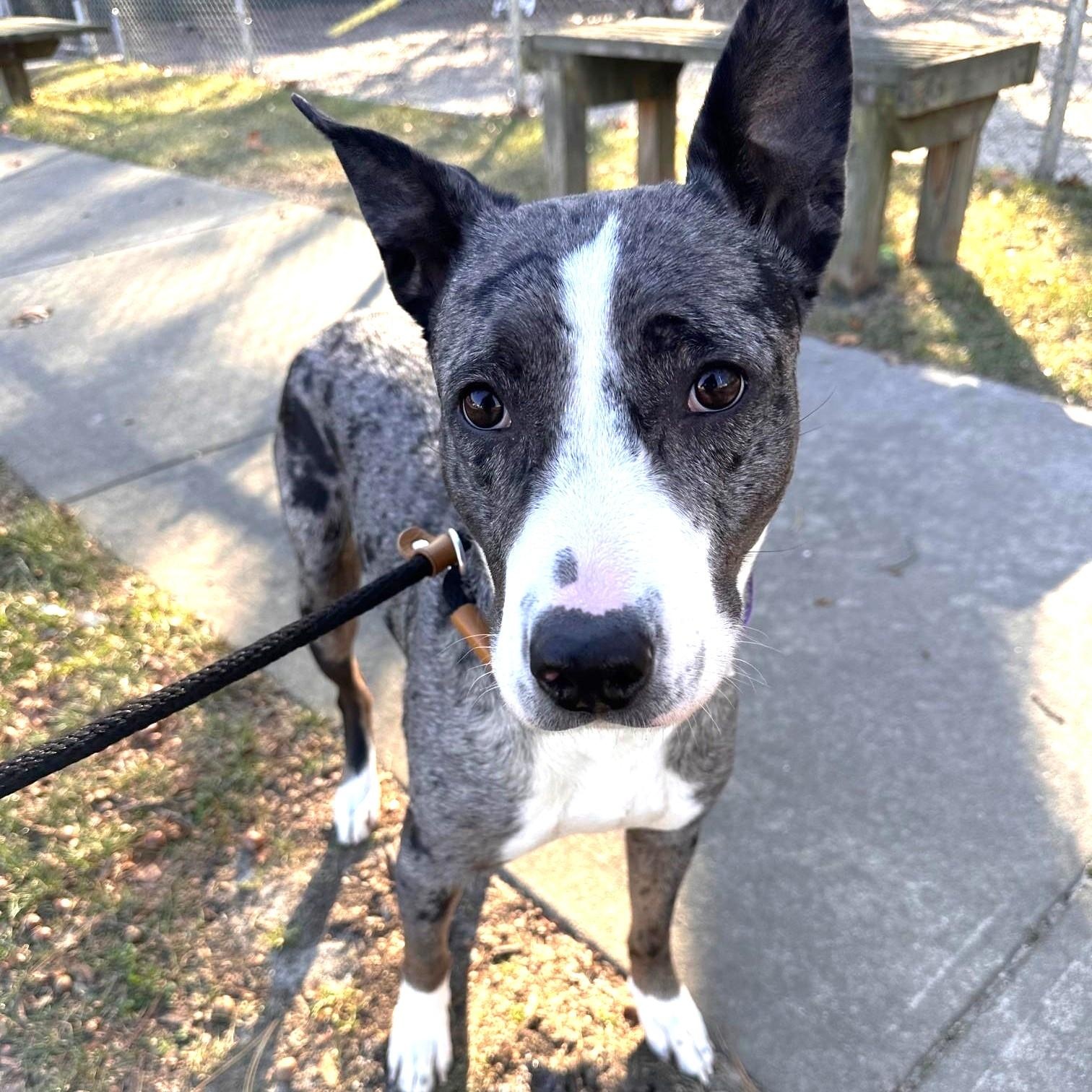 Enlarge Rayne, an adoptable mixed breed in Brookhaven, NY image 1/6