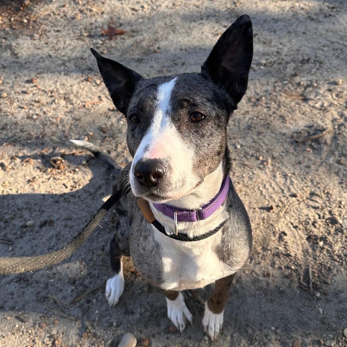 Enlarge Rayne, an adoptable mixed breed in Brookhaven, NY image 5/6