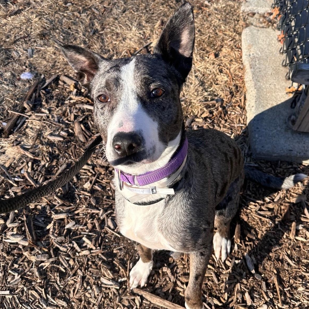 Enlarge Rayne, an adoptable mixed breed in Brookhaven, NY image 2/6