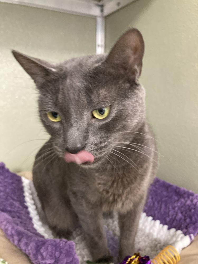 Enlarge Oates (Bonded to Oates), a Adoptable mixed breed in Milltown, NJ image 2/2