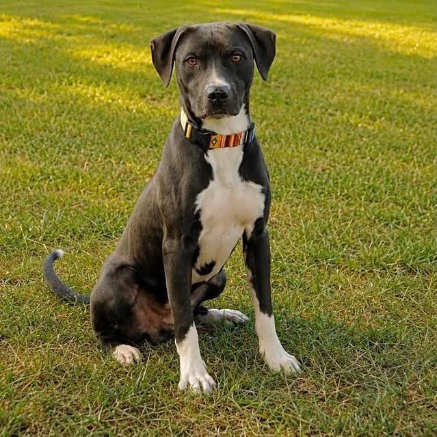 Fazzoli, Adoptable, Young Male Mixed Breed.