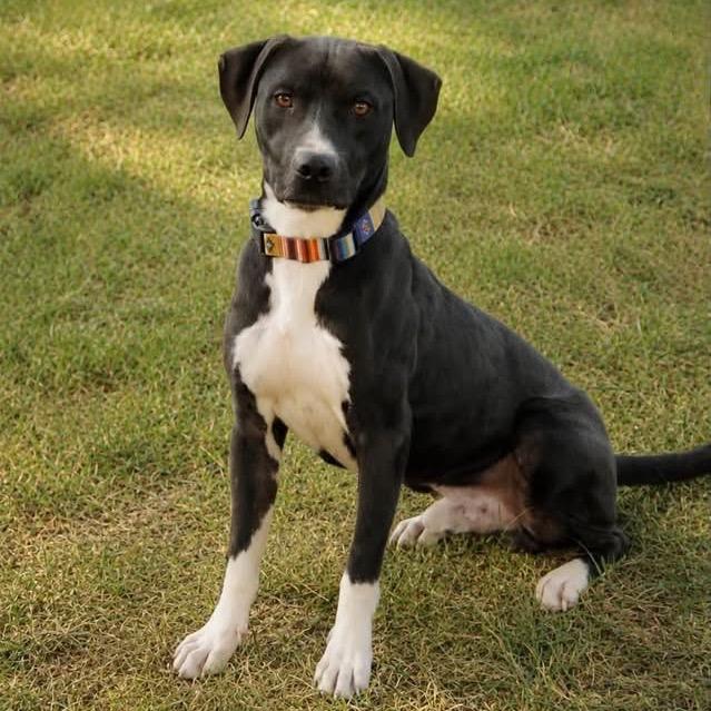 Enlarge Fazzoli, a Adoptable Mixed Breed in Little Rock, AR image 2/6
