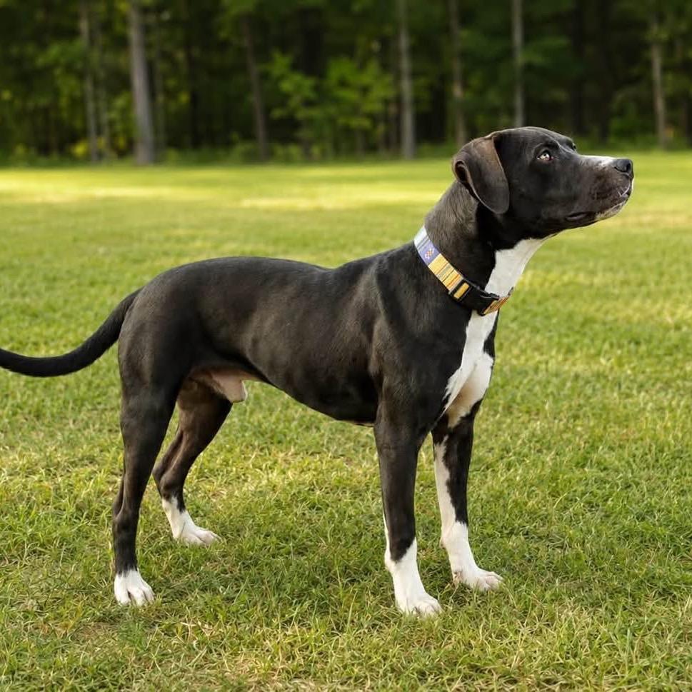 Enlarge Fazzoli, a Adoptable Mixed Breed in Little Rock, AR image 3/6