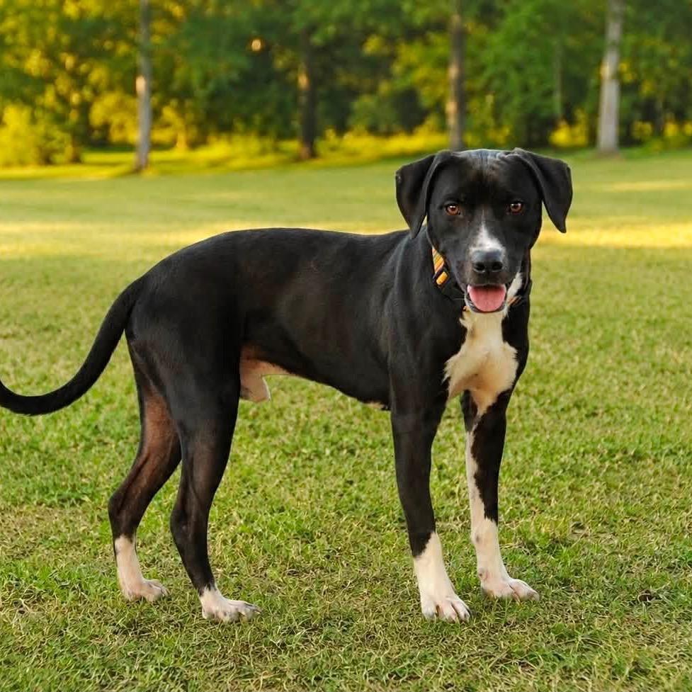 Enlarge Fazzoli, a Adoptable Mixed Breed in Little Rock, AR image 5/6