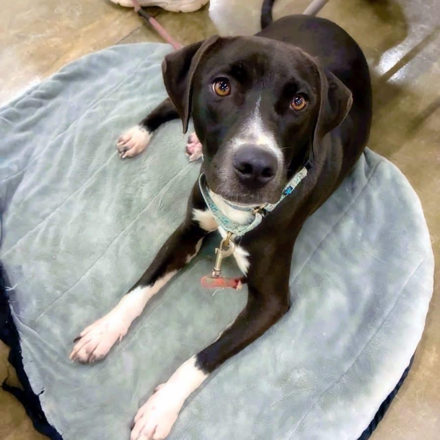 Enlarge Fazzoli, a Adoptable Mixed Breed in Little Rock, AR image 6/6