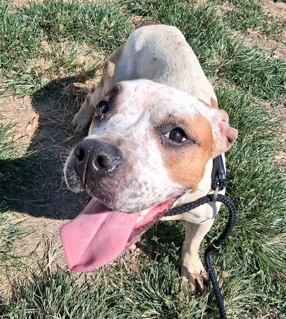 MCGONAGALL, Adoptable, Young Female American Bulldog & Mixed Breed.